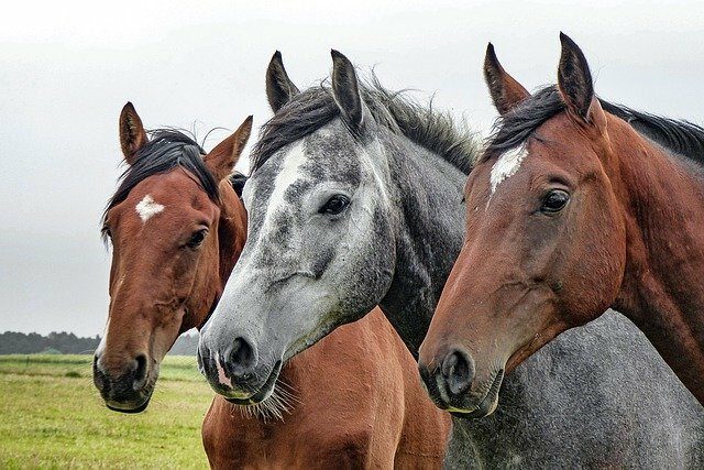pferdehaftpflicht vergleichen